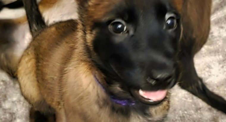 Purebred Belgian Malinois Puppies for Sale